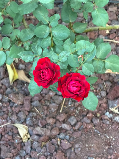 The image shows two red roses blooming amongst green rose leaves, with a background of reddish-brown gravel and some dried leaves. The scene is located in Gedera, Israel. The roses are the primary subjects, with their vibrant red petals forming tightly packed blooms. The leaves are a lush green, with visible veins and serrated edges. The gravelly ground cover appears dry and uneven, with some larger stones mixed in. A few withered yellow and brown leaves are scattered on the ground, suggesting the change of seasons or natural shedding. The overall impression is of a close-up view of a rose bush in a garden setting.