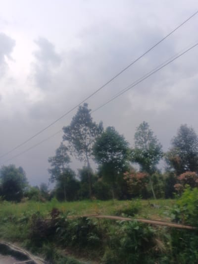 The scene depicts an overcast, rural landscape in Morrumbala, Mozambique. The upper portion of the image is dominated by a heavily clouded, light gray sky with no visible sun. Two parallel, dark utility lines traverse the sky diagonally from the upper left to the lower right. Below the sky, a dense line of trees forms the horizon, featuring various deciduous and evergreen trees with green foliage, some exhibiting reddish-pink or lighter green new growth. The midground consists of an uneven, grassy field interspersed with smaller green plants and shrubs. A light-colored wooden pole or branch is visible horizontally in the lower-mid section, partially obscured by foreground vegetation. The immediate foreground, particularly on the left, shows a dark, blurry surface, possibly indicating the edge of a road or a dark embankment. No individuals or man-made structures are overtly visible beyond the utility lines and a distant hint of a reddish building structure behind some trees on the far right.