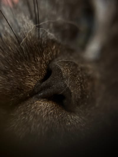 The image is a close-up, macro shot of a dark-colored cat's nose and surrounding fur. The focus is sharpest on the nose, revealing its textured, slightly wet surface and the intricate detail of the surrounding whiskers and fur. The background is blurred, with hints of light and shadow suggesting a dimly lit indoor environment. There is no indication of the city of Biržai, Lithuania, or any other specific location in this image. The scene depicts a still subject, the cat, with no actions or interactions visible.
