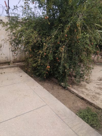 A pomegranate tree with numerous ripe fruits hangs over a pathway of textured concrete tiles in Chhina Uttar, Pakistan. The tree's branches are dense with dark green leaves, and the reddish-brown pomegranates are visible amidst the foliage. To the left of the tree, a beige-colored concrete wall, showing signs of wear and tear, runs along the property line. Barbed wire is stretched tautly over the wall, indicating security measures. The ground around the tree is a mix of dark soil and scattered leaves. A section of the concrete pathway is in the foreground, leading towards the tree and the wall. The environment appears to be an outdoor area, possibly a yard or garden, with a neutral sky overhead.