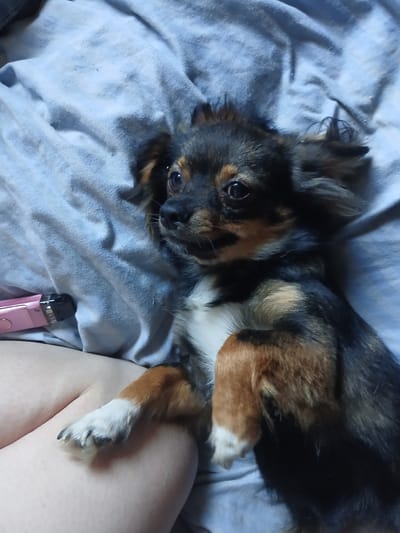 The image shows a small, long-haired dog with black, tan, and white markings lying on a light blue, wrinkled blanket. The dog is looking slightly to the left of the frame. Its front paws are resting on the lap of a person whose bare legs are visible in the lower left of the image. A pink electronic device with a black tip, possibly a vape or e-cigarette, is positioned on the blanket near the dog's head and the person's legs. The overall lighting is dim, suggesting an indoor setting. The location in Chutove, Ukraine, is not discernible from the visual information provided.