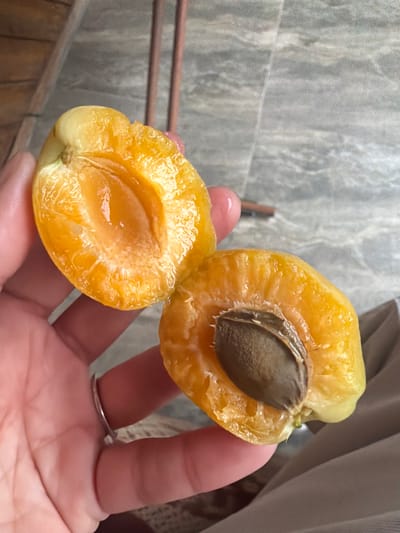 The image shows a person's hand holding a halved apricot. The apricot is bright yellow-orange and appears juicy. The stone is visible in one of the halves. The background is a textured gray surface, possibly a tiled wall, with some horizontal metal bars. The lighting suggests it is daytime. The setting appears to be outdoors or in a well-lit indoor space. The focus is on the apricot, with the hand and background slightly blurred. The person is wearing a silver ring on one finger. The scene conveys a sense of freshness and ripeness of the fruit.
