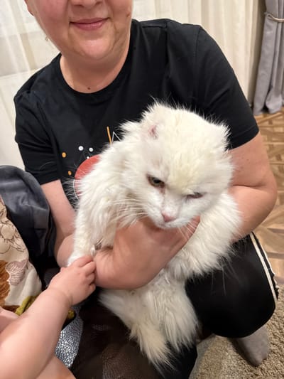 The image presents a heartwarming indoor scene featuring an adult, a fluffy white cat, and a baby's hand. An adult, visible from the chin upwards on the left, has light skin and a gentle smile. She is wearing a black short-sleeved t-shirt adorned with a faint, abstract design of white dots and orange/yellow lines on the chest area.
She is seen cradling a large, long-haired white cat, possibly a Persian or similar breed, which is nestled comfortably against her. The cat has light brown or amber eyes and appears calm, looking slightly to its right. The adult's hand is gently supporting the cat's head and neck.
In the lower right quadrant of the image, a baby's small arm and hand are visible, reaching out towards the cat or the adult's hand, suggesting interaction. The baby's arm rests on a patterned fabric, possibly a blanket or part of their clothing, featuring floral or organic motifs in shades of brown, green, and cream.
The background indicates a domestic setting, likely a living room. Elements include a light-colored wall or curtain, some folded grey fabric, and a textured, light brown carpet. The lighting suggests a relaxed, possibly daytime, atmosphere. The overall impression is one of affection and a tender moment shared between family members, including a beloved pet. The provided location context is Krapivka, Russia. No clear text is visible.