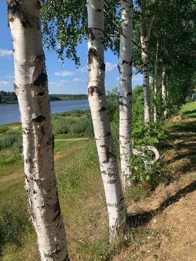 The image depicts a sunny day in Churelovka, Russia, with a focus on a row of birch trees lining a gentle slope overlooking a wide river. The birch trees, characterized by their white, peeling bark and dark markings, are positioned prominently in the foreground, with their trunks creating a vertical line against the landscape. Beyond the trees, a lush green riverbank is visible, leading down to a calm blue river that stretches towards a distant, tree-lined horizon. The sky is a clear blue with scattered white clouds. The ground in the foreground is covered with dry grass and some greenery. A white object, possibly a bench or a piece of garden furniture, is partially obscured by vegetation to the right of the birch trees. The overall scene conveys a natural, serene outdoor setting.