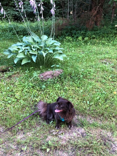 A medium shot captures a small, long-haired, dark brown dog sitting on a patch of green grass in a yard. The dog is facing right, with its tongue hanging out and its mouth slightly open. It wears a blue harness and is attached to a purple leash, which extends to the left of the frame. Behind the dog, a large, leafy green plant with tall, thin stalks of light purple flowers rises from the ground. The background consists of more greenery, including trees and bushes, suggesting an outdoor setting. The lighting appears natural, indicating it was taken during the day.