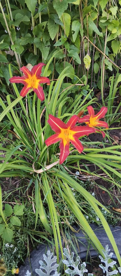 A vertical, close-up shot shows a cluster of three red and yellow daylily flowers blooming amongst green foliage and grass. The flowers have six pointed petals and prominent stamens. The foliage is lush and varied, with some leaves showing signs of insect damage. The background consists of more dense greenery and some dry stalks. In the foreground, the edge of a black tire is visible, along with some silver-dusted foliage. The scene appears to be an outdoor garden setting in Kondrovo, Russia.