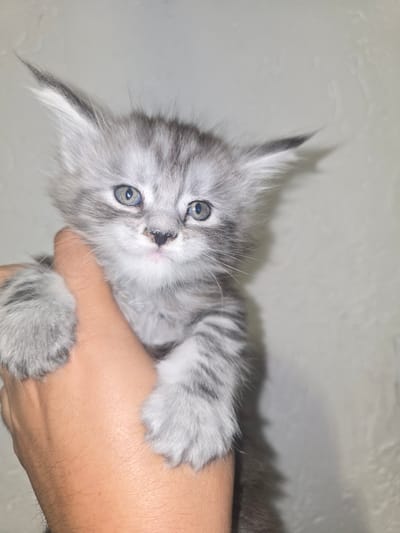 A close-up, angled photograph features a small, gray and white tabby kitten held gently by a human hand. The kitten is positioned diagonally across the frame, looking directly at the viewer with bright blue eyes and an alert, curious expression. Its fur is distinctly striped, and it exhibits prominent ear tufts. The kitten's nose appears dark, possibly a bit moist. Its front paws, also patterned with tabby markings, are visible, resting on the hand. The human hand, of a light skin tone with fine hair on the arm, cradles the kitten. The background is a plain, light beige or off-white wall with a subtle textured appearance, indicating an indoor setting. The image, captured in Kraishte, Bulgaria, suggests a moment of gentle interaction. There is no visible text.