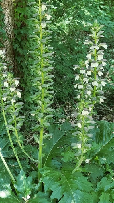 The image depicts a close-up view of several tall, flowering plants with green stems and large, lobed green leaves. The plants have spiky flower stalks with white and purplish-green blossoms. The background is a blur of green foliage, suggesting a natural or garden setting. The overall impression is one of lush, verdant growth.