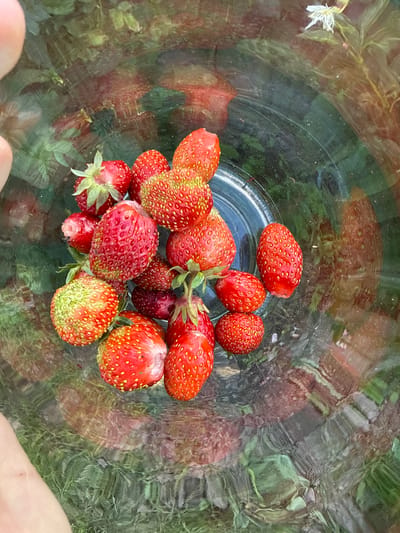 This media file is a top-down, close-up shot of a collection of ripe strawberries gathered inside a transparent container, likely a glass jar or bowl, placed outdoors. The subjects are the strawberries, which are red with visible seeds, and some green leaves and stems. The setting appears to be a natural environment, with blurred green foliage and earthy tones visible through and around the container, suggesting it's an outdoor scene, possibly a garden or forest floor, in Кузнецово, Russia.
The lighting suggests it's daytime, likely with natural light, as there are reflections on the container's surface and highlights on the strawberries. The overall mood is fresh and natural, emphasizing the bounty of freshly picked fruit. There are no visible signs of people or specific activities other than the gathering of the strawberries. The container itself is clear, allowing the contents to be the primary focus. The ripples and reflections on the surface of the container, as well as the soft focus of the background, create a sense of depth and highlight the textures of the strawberries. There is no visible text in the media file.