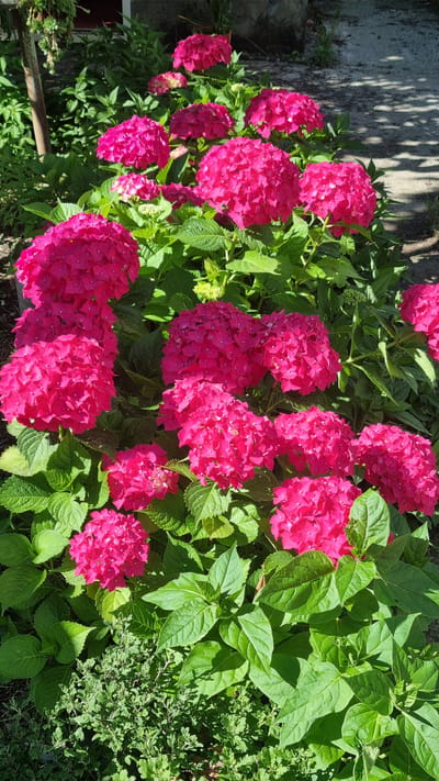 In Chereshnya, Russia, a cluster of vibrant pink hydrangeas blooms in a sun-dappled garden. The large, spherical flower heads are a prominent feature, surrounded by lush green foliage. The scene is set outdoors, with a rough concrete path visible in the background, casting shadows from unseen trees. The lower portion of the image shows smaller, ground-covering plants, adding texture and depth to the garden setting. No people or animals are present in the frame.