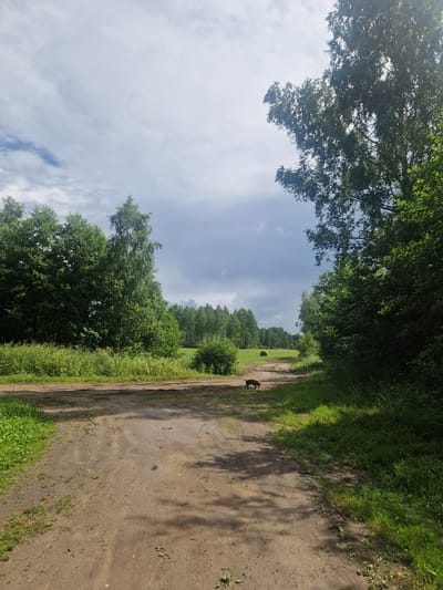 A dirt road curves through a lush green landscape under a partly cloudy sky. On the left, dense trees and tall grass line the road, while on the right, the foliage is even thicker, with sunlight dappling the path. In the distance, a field of green is visible, with a line of trees bordering it. A solitary round hay bale sits in the field, and a small, dark-colored dog is walking on the dirt road in the middle distance. The scene appears to be in Kelasovka, Latvia.