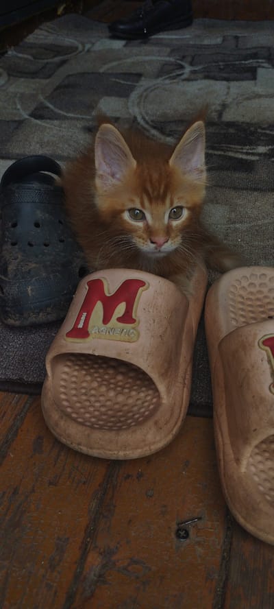 A ginger kitten with large ears and green eyes is nestled between a black rubber shoe and two tan slide sandals. The kitten is looking directly at the camera. The scene appears to be outdoors on a wooden surface with a patterned rug or mat in the background, and possibly a pair of black shoes. The overall setting is informal and appears to be a residential area. The location is in the village of Pokosnoye, Russia.
