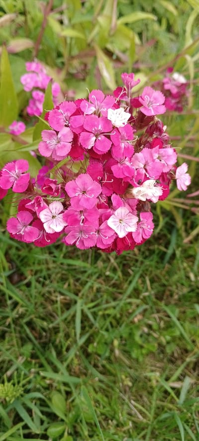 The image features a close-up view of a cluster of bright pink flowers, possibly Dianthus barbatus (Sweet William), blooming against a blurred background of greenery and grass. Several of the flowers are a vibrant fuchsia pink, while others are lighter pink with white centers and delicate white filaments. One small flower is predominantly white. The petals of the pink flowers are fringed or toothed, giving them a lacy appearance. The green foliage behind the flowers is out of focus, but appears to be leaves and stems. The foreground is dominated by green grass, also slightly blurred. The overall impression is of a vibrant and natural outdoor setting, likely a garden or meadow. The lighting suggests it could be daytime, with soft, natural light illuminating the flowers. There are no people or text visible in the image. The location context of Хацежынскі сельскі Савет, Belarus, suggests a rural or semi-rural environment where such flowers might be cultivated or grow wild.
