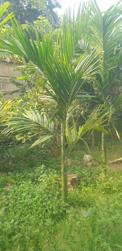 The image depicts a natural outdoor environment in the city of Chor Sahapur, Bangladesh. The foreground is dominated by lush green grass and low-lying vegetation. In the midground, two young palm trees stand prominently, their fronds reaching upwards and outwards. Behind the palm trees, a variety of other green foliage and trees are visible, suggesting a garden or park setting. In the background, a concrete wall is partially visible on the left, hinting at the presence of structures nearby. The overall scene is characterized by abundant plant life and natural light, indicating a daytime setting. There are no people or animals clearly visible in the image.