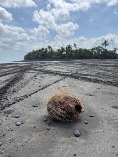 The image shows a scene at a black sand beach in Kerambitan, Indonesia. In the foreground, a discarded coconut husk lies on the sand, surrounded by small pebbles. Tire tracks are visible in the sand, leading towards a line of trees and vegetation in the background. Above, a cloudy sky is visible. No people are present in the image.