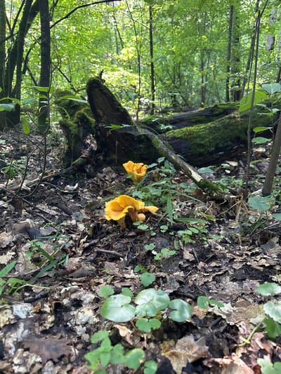 The image depicts a forest floor scene, presumably in Verkhnee Kazach'e, Russia. The foreground is dominated by a collection of fallen leaves, twigs, and sparse green foliage. Prominently featured are several bright orange chanterelle mushrooms growing amongst the leaf litter. In the mid-ground, a large, moss-covered fallen log stretches across the scene, with a smaller, broken branch resting against it. Behind the log, the forest continues with numerous trees, their trunks dark and their canopies forming a dense green ceiling filtering sunlight, creating a dappled effect on the forest floor. The overall environment is one of a damp, shaded woodland. There are no people or animals visible in the image.
