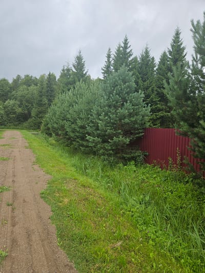 The image depicts a rural scene in Kurovo, Russia, on an overcast day. A dirt road runs diagonally from the lower left to the upper left corner of the frame. To the right of the road, a patch of green grass and various weeds grows. Behind the grass, a cluster of dense evergreen trees, primarily pine and fir, forms a natural barrier. A portion of a red corrugated metal fence is visible on the right side of the frame, partially obscured by the trees. The sky is a uniform gray, indicating cloudy weather. No people or animals are present in the image.