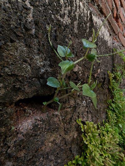 A close-up, eye-level shot captures a section of a rough, weathered, dark gray concrete wall. A narrow, dark crevice is visible on the left side of the wall, showing loose soil and pebbles. A thin, green vine with small, rounded leaves is growing out of this crevice and across the wall's surface. To the right of the vine, a cluster of small, bright green, moss-like plants clings to the wall, some extending over the edge. The upper right portion of the image reveals a weathered brick wall, adding a contrasting texture and color to the scene. No people or animals are present. The lighting suggests an outdoor environment, likely during the day.