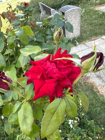 This is a close-up photograph of a red rose bush with several blossoms and buds. The main focus is a large, fully opened red rose in the center of the frame. To the left and right of the main rose are two tightly closed buds, one appearing darker red and the other a reddish-purple. The rose bush has numerous green leaves, some showing signs of browning or discoloration. In the background, a gray, speckled trash receptacle and a portion of a park bench are visible, along with a paved walkway and a grassy area with small white flowers. The overall impression is that of a well-maintained garden area, likely in a public space such as a park. The location is specified as Galanta, Slovakia. No people are present in the image.