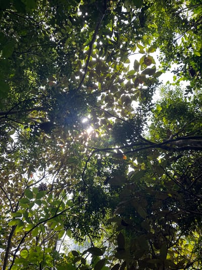 The scene presents an upward view into a dense tree canopy located in the city of Las Marías, Mexico. The sky is visible as bright white patches through openings in the foliage, with direct sunlight producing lens flares and bright highlights among the leaves, notably in the upper-left portion of the frame. The canopy is composed of numerous green leaves, predominantly broad-leafed, exhibiting various shades of green, with some areas appearing darker due to shadow. Intertwined branches and vines are visible as dark outlines against the brighter background. A spherical, woven structure consistent with a nest is partially visible amidst the leaves in the lower-left quadrant. No individuals, animals, or active interactions are present within the frame.