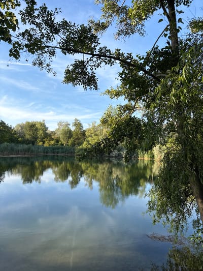This is a photograph of a lake in the city of Ludwigshafen am Rhein, Germany. The image captures a serene natural landscape with a calm body of water reflecting the sky and surrounding trees. The sky is a clear blue with scattered white clouds. Lush green trees line the far bank of the lake, with tall reeds growing closer to the water's edge. In the foreground, branches of trees with green leaves hang over the water. The reflections on the lake's surface are clear and distinct, mirroring the trees and the sky. The overall scene evokes a peaceful, daytime atmosphere.