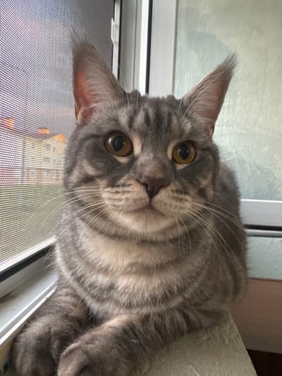 A close-up, eye-level, medium shot captures a tabby cat with grey and black stripes looking directly at the camera. The cat is seated on a textured, off-white surface, possibly a windowsill or ledge, positioned in front of a window. A screen covers the window, through which blurry lights and structures are visible, suggesting an urban exterior, possibly in Kuyuki, Russia. The cat's fur is short and dense, with distinct tabby markings on its face, ears, and body. Its large, round eyes are a striking amber color, and its ears are perked up. The lighting appears to be natural, coming from the window, casting soft shadows. The background is out of focus, with the light green wall and the window frame providing context.