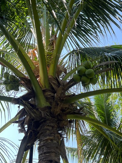 A cluster of green coconuts hangs from a palm tree in Suối Tân, Vietnam, against a clear blue sky. The coconuts are suspended from a thick, fibrous stem, surrounded by the tree's long, slender fronds. The trunk of the palm tree is rough and textured, with a dark brown bark. Sunlight filters through the leaves, creating dappled patterns on the scene. The image captures a close-up view of the coconuts, emphasizing their vibrant green color and the natural setting of the tropical landscape.