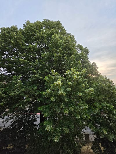 A large, dense tree with vibrant green leaves dominates the frame, its branches extending to the edges of the image. Some of the leaves appear lighter green and are clustered together, suggesting they might be flowers or young fruit. The tree is positioned in front of a sky with light clouds, with a hint of sunset visible on the right side where the sky is brighter and tinged with yellow. Below the tree, a road with white lines and a red line is visible, indicating an urban or suburban environment. A shadow of the tree falls across the road. The overall scene suggests an outdoor setting in a city, possibly in Höxter, Germany, given the context provided. There are no people or animals visible in the image.
