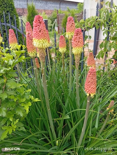 This is a medium-shot, eye-level outdoor photograph taken in the city of Wilczyce, Poland, featuring a cluster of red hot poker flowers (Kniphofia) in bloom. The flowers are characterized by their conical shape, transitioning from bright yellow at the base to a vibrant coral-pink at the tips. They are surrounded by lush, green, grass-like foliage and stems. In the background, a black metal fence is visible, separating the garden from other areas. Beyond the fence, there are glimpses of trees, a brick wall, and a wooden fence, suggesting a residential or garden setting. The lighting suggests it is daytime, with some overcast conditions. The image contains text overlays at the bottom: "POCO C75" on the left and "09.06.2026 10:07" on the right. There are no people or animals present in the scene.