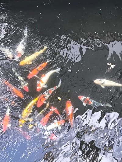 A school of koi fish swim in dark water, some showing vibrant orange, white, and black markings. The water's surface is disturbed, creating ripples and reflections that distort the fish and the background. A small white flower floats on the water in the upper right quadrant of the image. The scene appears to be an outdoor pond or water feature, possibly in Genteng, Indonesia, a city known for its ornamental fish farms.