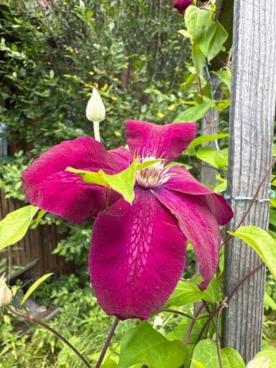 In the city of Dubrovino, Russia, a close-up, eye-level, outdoor shot captures a vibrant, dark pink clematis flower in full bloom. The flower is the central subject, positioned slightly to the left of the frame, with its petals unfurled. To the upper left of the flower, a single clematis bud stands erect, partially covered in light fuzz. The flower's center features a cluster of white stamens. The plant's stem is a deep, purplish-brown, with several bright green leaves interspersed around the bloom. The clematis is growing on a rustic, weathered wooden post, which occupies the right side of the image. The post exhibits vertical grain and appears to be part of a fence or trellis. Light blue and dark pink ties are visible securing the plant to the post. Behind the flower and post, a blurred background depicts lush green foliage and hints of a wooden fence, suggesting a garden or natural setting. No people or animals are present in the scene. The lighting is natural and soft, indicating it might be a cloudy day or late afternoon.