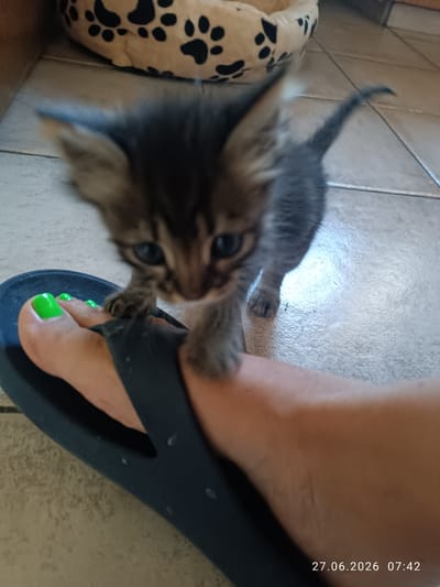 A close-up, low-angle, eye-level outdoor shot depicts a tiny, grey tabby kitten interacting with a human foot wearing a black flip-flop sandal. The kitten, with wide blue eyes and dark tabby markings, is in mid-stride, with its front paws on the toes of the foot. The toes are painted a vibrant, almost neon green. The background shows a tiled floor and a plush pet bed with a paw print design. The timestamp "27.06.2026 07:42" is visible in the lower right corner. The image does not provide any specific information about the location within the city of Strovolos, Cyprus.