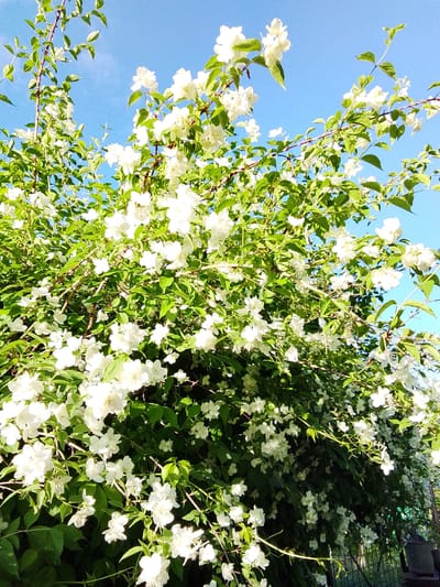 In an outdoor scene, likely in the city of Snopok Novyy, Russia, a dense bush of white jasmine flowers is in full bloom against a clear blue sky. The bush is overgrown, with branches laden with numerous white blossoms and vibrant green leaves. Some of the branches extend upwards towards the sky, while others cascade downwards. Sunlight illuminates the flowers, creating highlights and shadows that add depth to the foliage. A glimpse of a metal fence and a dark green bucket is visible in the lower right corner of the image, suggesting a garden or yard setting. No people are present in the scene.