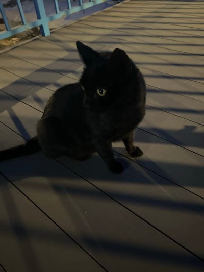 A black cat stands on a wooden plank surface near a blue metal railing. The photograph is taken in low light. The location is in Puerto Rico, Spain.