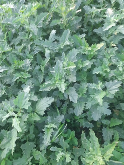 The image shows a dense, green, leafy ground cover of plants. The leaves are lobed and have serrated edges, with a slightly dusty or dull texture. The plants are growing closely together, creating a uniform carpet of vegetation. There are no visible people, animals, or man-made objects in the image. The lighting suggests it is daytime, and the overall impression is one of natural, overgrown growth. This scene is located in Kliushnykivka, Ukraine.