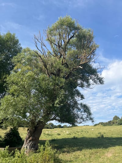 A large, mature willow tree with a gnarled trunk and a full canopy of green leaves dominates the foreground of this landscape photograph. The tree is positioned on the left side of the image, with its branches extending upwards and outwards. The sky above is a bright blue, dotted with fluffy white clouds, suggesting a pleasant day.

To the right of the tree, a gently sloping grassy field stretches into the distance. The field appears to be a pasture, with several sheep scattered across its green expanse. The sheep are small and white against the vibrant green of the grass, adding a touch of life to the scene. In the far background, a line of trees marks the edge of the field, and beyond that, more distant greenery and sky are visible.

The lighting suggests it is daytime, with the sun casting natural shadows and illuminating the scene. The image is oriented vertically, giving a sense of height and expanse. The overall impression is one of peaceful rural serenity. No text is visible in the image. The location context provided is Hautot-sur-Mer, France, which aligns with the pastoral landscape depicted.