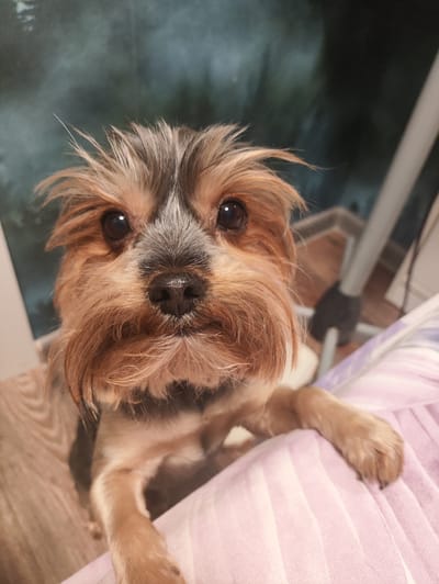 A small, fluffy, tan and gray dog, possibly a Yorkshire Terrier, is in the foreground, looking directly at the camera. Its fur is somewhat disheveled, giving it a playful appearance. The dog's front paws are resting on a surface covered with a pink and white striped fabric, possibly a blanket or pillow. The background is blurred, showing a wooden floor and a dark, possibly green, wall with some indistinct shapes that could be furniture or curtains. The lighting is dim, suggesting an indoor setting. The specific location in Массандровский поселковый совет, Ukraine, cannot be determined from the visual information in the image.