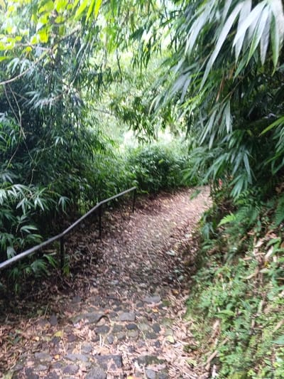 This image captures a downward-sloping, stone-paved path located in Bangalum Bridge, Papua New Guinea. The path is partially covered with scattered brown leaves and debris, curving gently to the right and descending into a dense, green tropical environment. A silver-grey metal handrail, supported by at least two black vertical posts, extends along the left side of the path, approximately parallel to the ground. The scene is heavily vegetated with lush green foliage, predominantly featuring bamboo-like plants with long, narrow leaves that form a dense canopy overhead and thick undergrowth along both sides of the path. No individuals, animals, or discernible actions are present. The lighting is diffused, suggesting a shaded area or overcast conditions.
