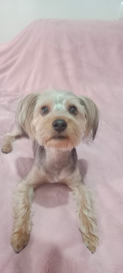 A Yorkshire Terrier dog lies on a pink blanket in a domestic indoor setting. The dog is facing the camera with its front paws extended. Its fur is light brown and gray, with darker fur on its back. The background is a pink blanket that appears to be a bedspread or throw. The lighting is soft and even, suggesting it may be natural light from a window. The scene is static and posed, with no visible action or interaction. The location is noted as Galapagar, Spain, but no visual cues within the image confirm this specific location.