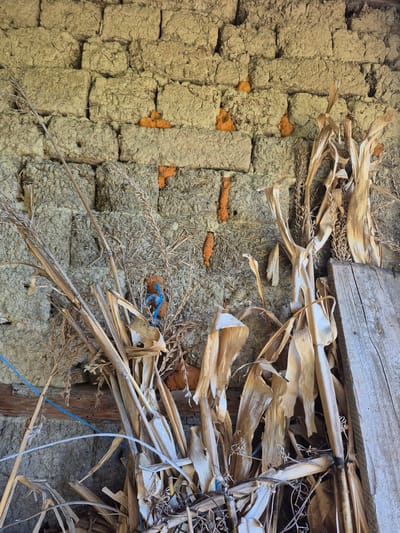 A close-up shot showcases a textured, adobe-style wall constructed from rough-hewn blocks, interspersed with bright orange chunks, possibly clay or a similar binding material. Dry, straw-like vegetation, possibly corn stalks and husks, dominates the foreground, leaning against the wall and obscuring parts of it. A piece of weathered wood rests on the right side of the frame. A thin blue cord is visible, wrapped around some of the vegetation and extending towards the left. The scene appears to be an exterior wall of a rustic structure, likely in a rural or agricultural setting. The overall impression is one of age and natural decay, with a hint of vibrant color from the orange elements providing a stark contrast to the muted tones of the wall and vegetation. The image was taken in Sadina, Bulgaria.