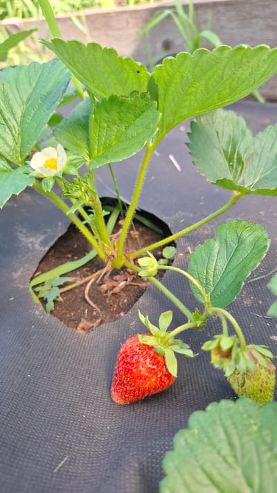 A single ripe strawberry rests on black landscape fabric. The strawberry is red and has green leaves at its top. The fabric has a textured, woven surface. In the background, a strawberry plant with green leaves and a white flower is visible. The plant is growing out of a circular opening in the fabric. The environment appears to be outdoors, possibly a garden, with hints of dry grass and a wooden structure in the distant background. The specific location in the city of Zhatay, Russia, is not discernible from the image.