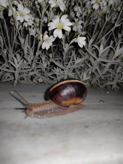 A snail with a brown and tan striped shell crawls across a concrete surface. Behind the snail are white flowers with slender, silvery-green leaves. A small, brown insect rests on the concrete near the snail. The location is the city of Slatina, Bulgaria.