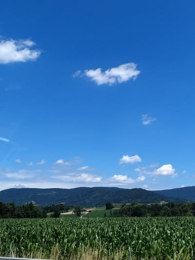 This is a vertical, eye-level, medium shot of a vast cornfield in Niederwinkling, Germany, under a clear blue sky dotted with white clouds. The corn stalks are tall and lush, filling the foreground and midground of the image. Beyond the field, a dense line of dark green trees forms a natural border. In the distance, rolling, dark green hills or mountains provide a scenic backdrop, with hints of buildings or structures visible on their slopes. A white fence or barrier is partially visible at the bottom of the frame, suggesting the perspective is from a road or elevated vantage point. The lighting suggests a sunny day.