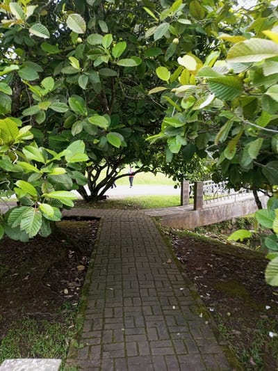 An outdoor scene in Ambositra, Madagascar, depicts a paved pathway leading into a green space. The pathway, constructed of dark grey rectangular pavers with some moss growth, originates in the foreground and extends towards the mid-ground, passing under a dense canopy of trees with broad, ovate green leaves. Small, light green, spherical fruits are visible among the foliage. To the left, a large tree trunk with exposed roots anchors the scene. To the right of the pathway, a low concrete bridge or retaining wall with a white metal railing spans a visible depression or small waterway. Beyond the immediate tree line and bridge, a wide expanse of bright green grass is visible. In the mid-ground, beneath the tree canopy, a lone individual wearing dark trousers and a red top is walking on the grass, facing away from the viewer. A second, less distinct figure is partially visible further to the left in the distance. The ground immediately adjacent to the pathway consists of dark soil, sparse grass, and scattered leaf litter.