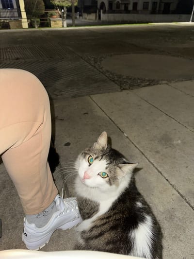 The image displays a close-up, eye-level perspective of a domestic cat interacting with a person at night in Engomi̇ Lefkoşa, Cyprus.

The main subject is a beautiful tabby and white cat with captivating light green-blue eyes, directly engaging with the camera. Its fur is a mix of dark grey or brown stripes, primarily on its back and head, contrasting with clean white fur on its face, chest, and sections of its body, including a distinct white patch on its side. Long white whiskers frame its pink nose.

In the lower right quadrant, the lower part of a person's leg is visible. The person is wearing light beige or tan-colored pants, a grey sock with a subtle dark design, and a prominent chunky white athletic sneaker. The cat is positioned very close to the person's foot, suggesting an interaction, possibly seeking attention.

The setting is outdoors, on what appears to be a paved street or sidewalk composed of dark concrete or stone with visible linear patterns and textures. The background is extremely dark and out of focus, confirming the nighttime setting. Faint, blurry silhouettes of distant buildings or structures and some soft lighting can be vaguely perceived. There is no discernible text anywhere in the image. The cat's gaze conveys curiosity and attentiveness.