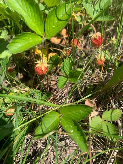 The image displays a close-up view of wild strawberries growing amidst lush green foliage and dry grasses. Several red, ripe strawberries are visible, interspersed with green leaves and stems. The lighting suggests it is daytime, possibly sunny, given the dappled shadows cast by the leaves. The setting appears to be a natural, outdoor environment, consistent with a location like Gornorechenskii, Russia, where such wild berries are common. There is no text visible in the image, and no people or animals are present. The focus is on the small, textured fruits and the surrounding plant life, creating a scene of natural abundance and the detail of a foraging opportunity.