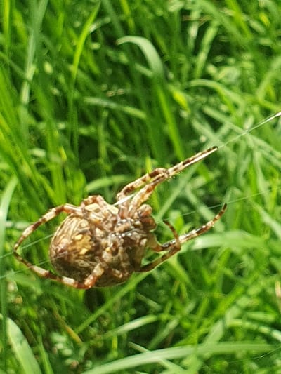 In a grassy area, a brown and tan orb weaver spider hangs suspended on a silken thread. The spider's body is rounded, with intricate patterns of brown and yellow markings. Its legs are extended, some gripping the silk strand and others reaching outward. The background consists of out-of-focus green grass, suggesting a natural outdoor setting, possibly in or around the city of Smorodinka, Russia. The lighting is bright, creating highlights on the spider's body and the silken thread. No people are present in the image.