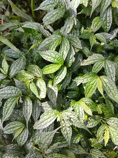Lush foliage fills the frame, featuring textured, oval-shaped leaves with prominent veining and a distinct quilted pattern. The leaves are predominantly green, with hints of silver and yellow, adding depth. Small holes are visible, indicating insect activity. The overall impression is a dense ground cover or thicket.