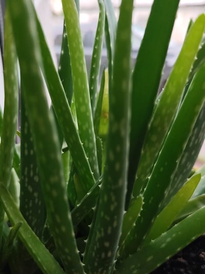 The image shows a close-up view of several green aloe vera plant leaves. The leaves are thick and succulent, with serrated edges. They are covered in small white spots. The lighting suggests the plant is indoors, possibly near a window, as indicated by the blurred background that appears to be a window with some light coming through. The plant is planted in dark soil, visible at the bottom right of the frame. There are no people or animals present in the image. The scene is a still life of a healthy aloe vera plant. This image does not provide any information about the city of Shakhtarsk, Ukraine.