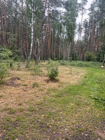 The image depicts a forest clearing in Leninskii, Russia. The foreground features a mix of dry, yellowed grass and patches of green, with some small, young trees growing in the center. To the left, a mound of dark, possibly composted material is visible. Beyond this clearing, a dense forest of tall, thin trees, predominantly pine and birch, dominates the background. A faint dirt path winds through the trees. The sky is overcast, suggesting a cloudy day. A white sphere, possibly a ball, is barely visible in the far right of the image amidst the green grass. There are no people or animals visible.